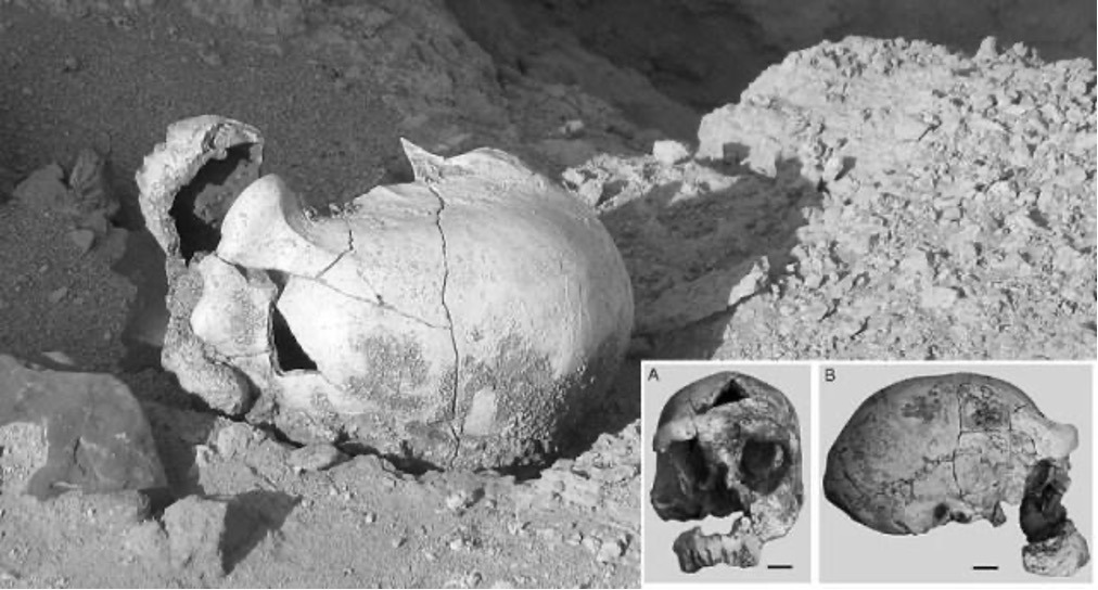 Historical skull artifact